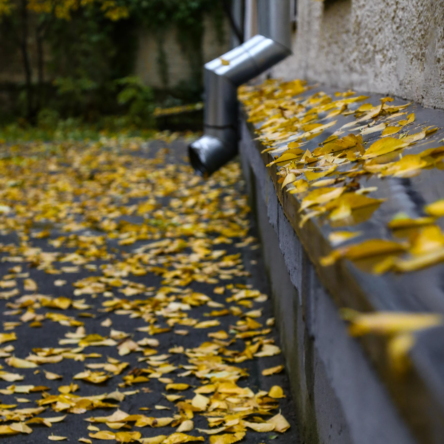 Gutter cleaning service in London using a powerful vacuum system to remove leaves, moss and debris safely from the ground